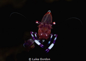 Anemone shrimp in the darkness, the black anemone allowed... by Luke Gordon 